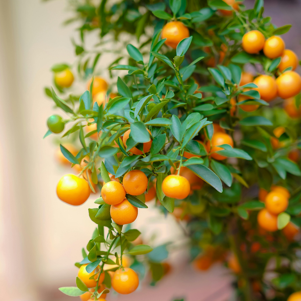 Garden Clementine Mandarin Hybrid Graft
